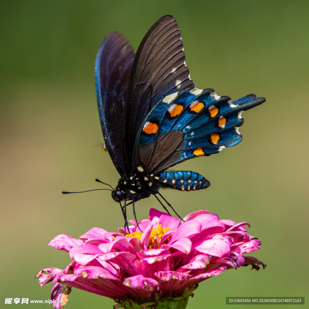 蓝蝶停驻粉花上