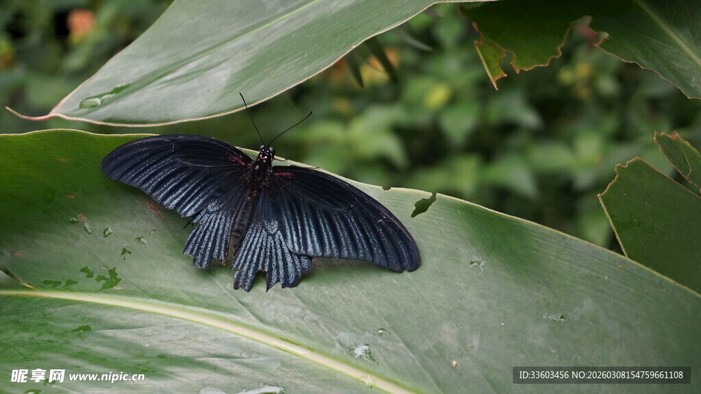 蓝蝶静栖绿叶上