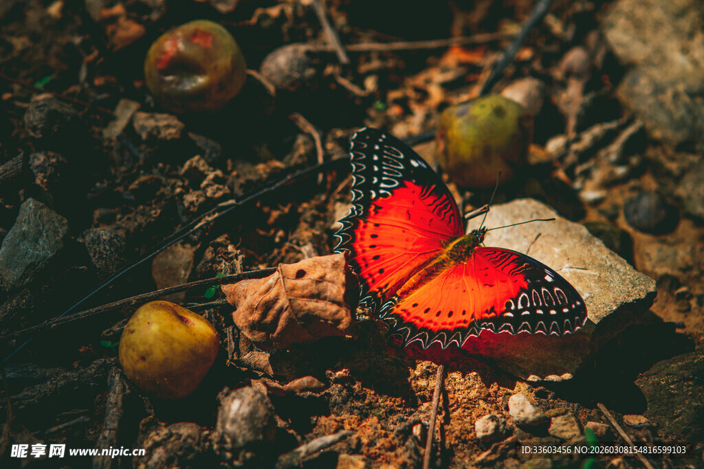 红蝶栖于枯叶之上