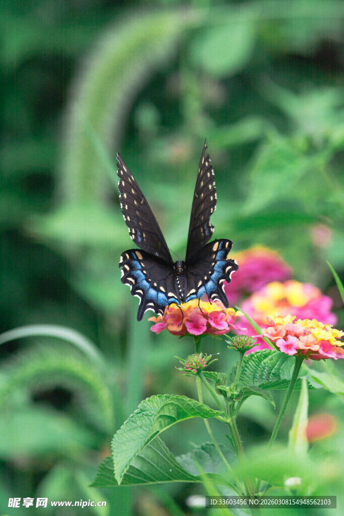 蓝蝶停驻多彩花卉间