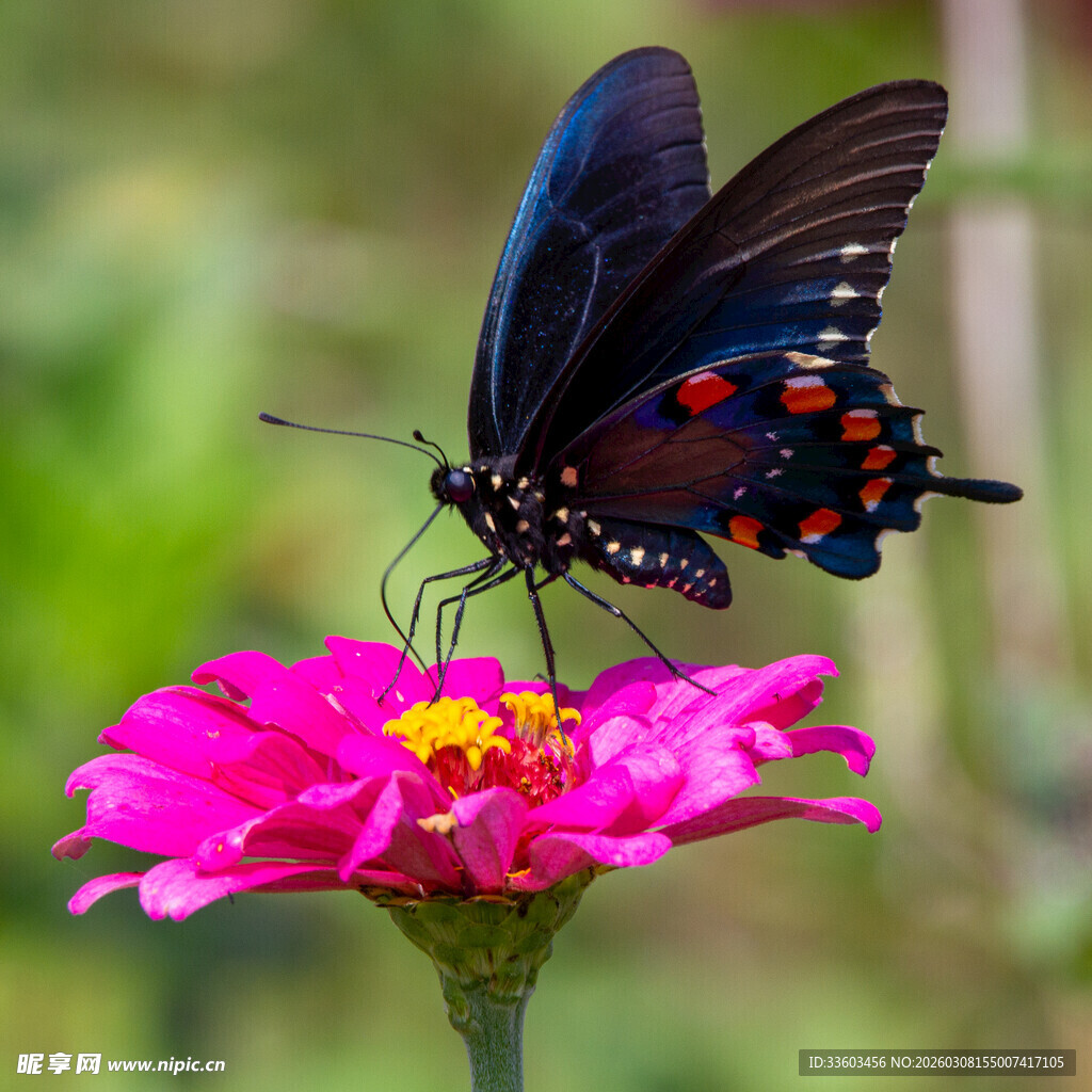 黑蝶停驻粉色花朵上