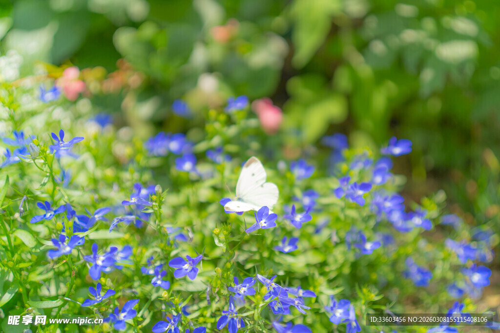 蓝花丛中一只白蝴蝶飞舞