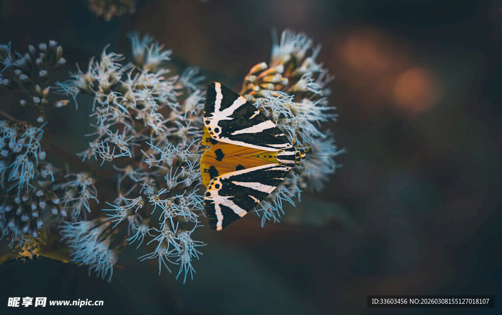 蒲公英上的昆虫特写