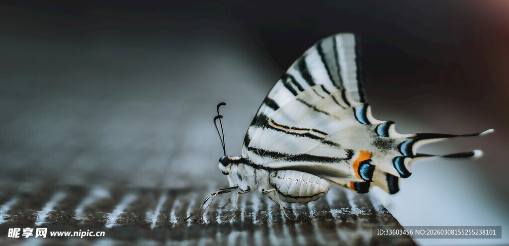 蝴蝶停驻金属丝上