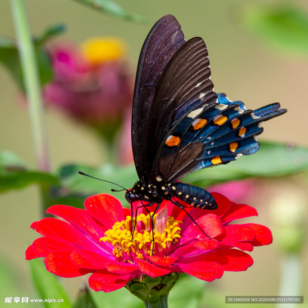 黑凤蝶停驻红花朵上