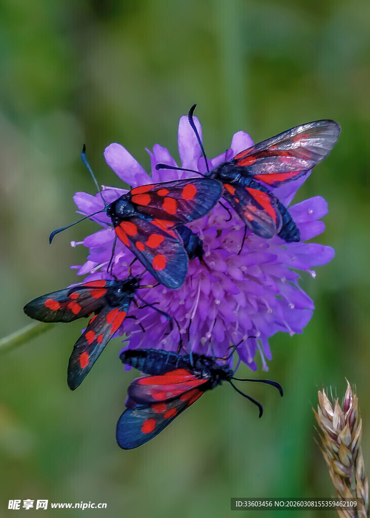 多彩蝴蝶停驻紫色花朵