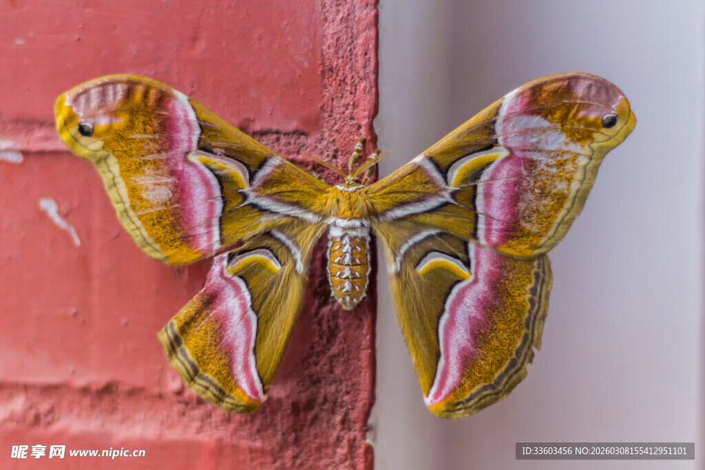 彩色蝴蝶停在红墙边