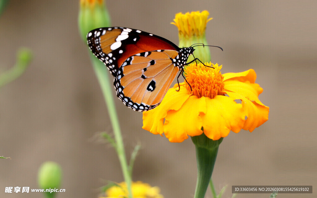 蝴蝶停驻在明艳花朵上