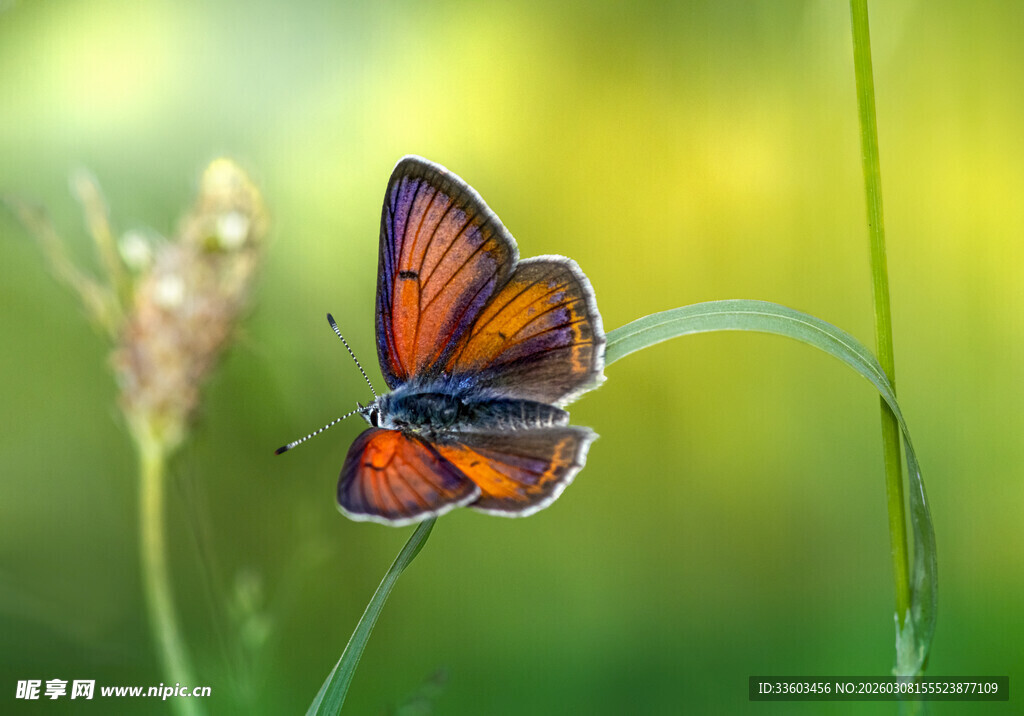 橙黑蝴蝶停于绿茎上
