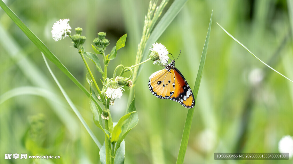 绿叶间的斑斓蝴蝶