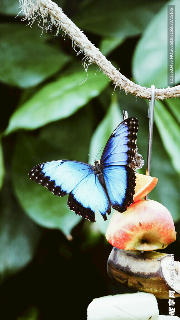 蓝蝶停驻于果实之上