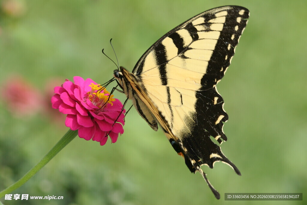 黄黑蝴蝶停驻粉色花朵