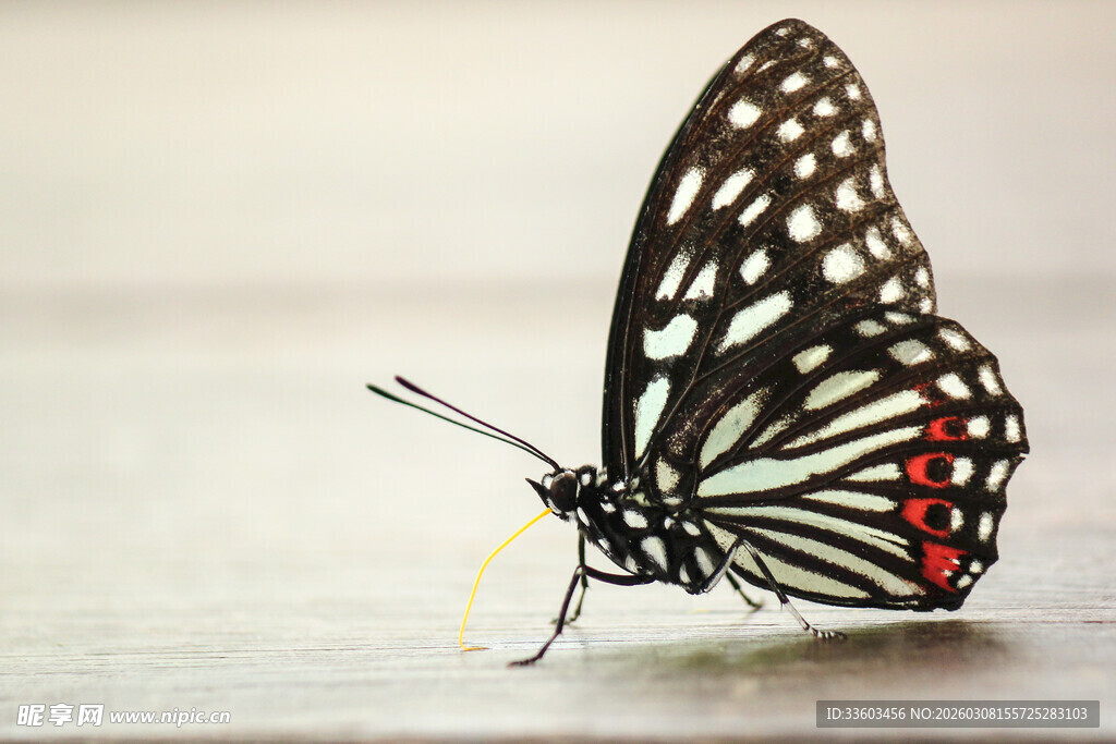 黑底白点蝴蝶特写