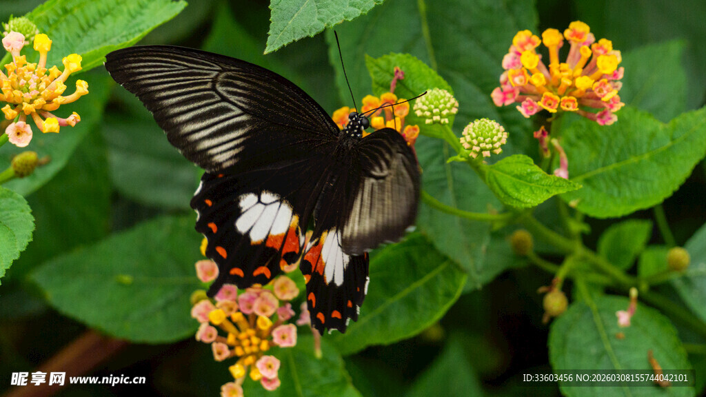 彩蝶停驻繁花间