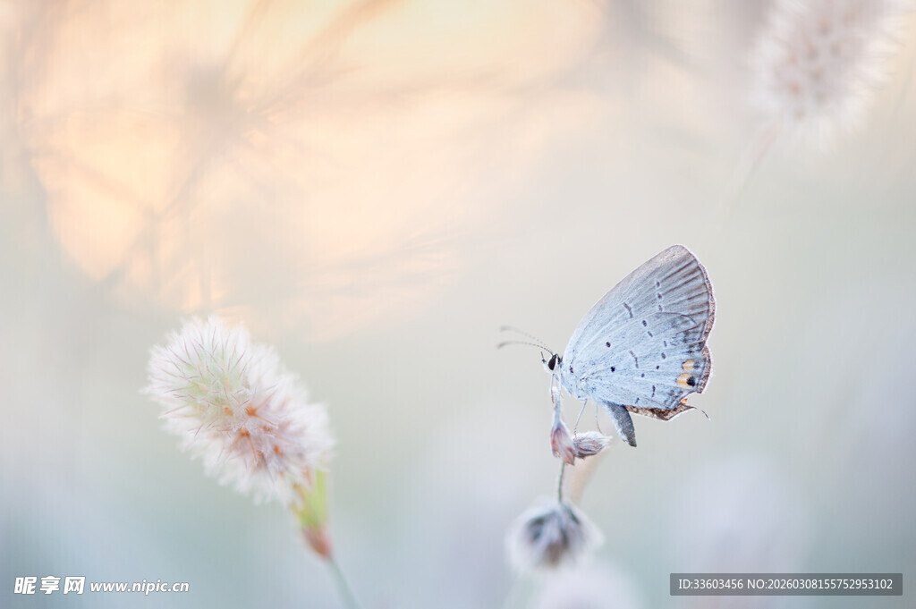 栖息于绒毛植物上的蝴蝶