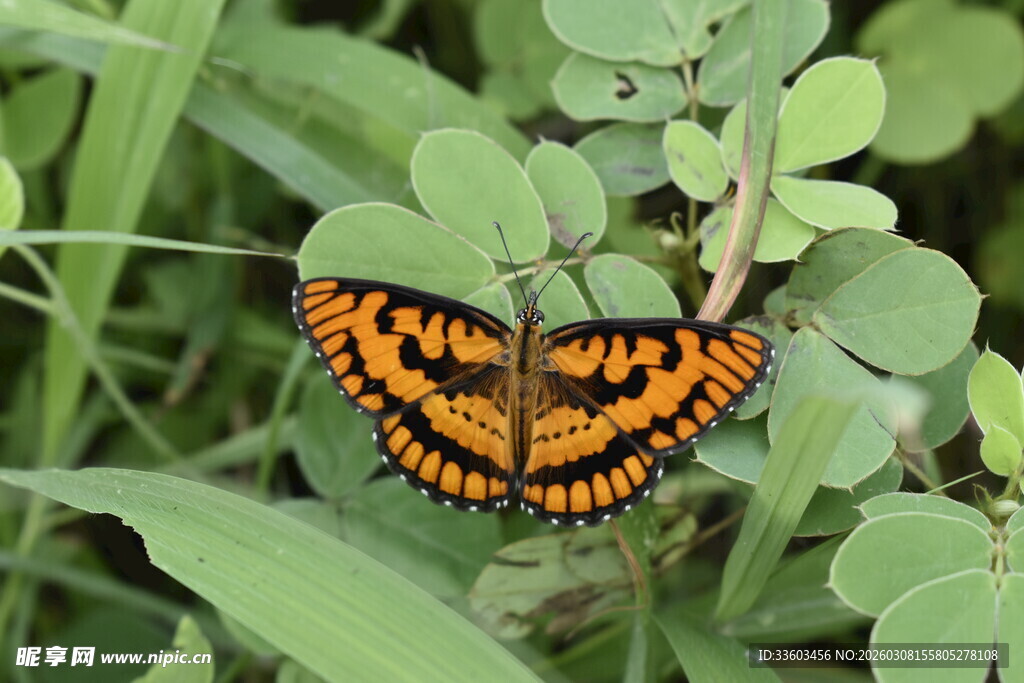 橙黑蝴蝶栖于绿叶间