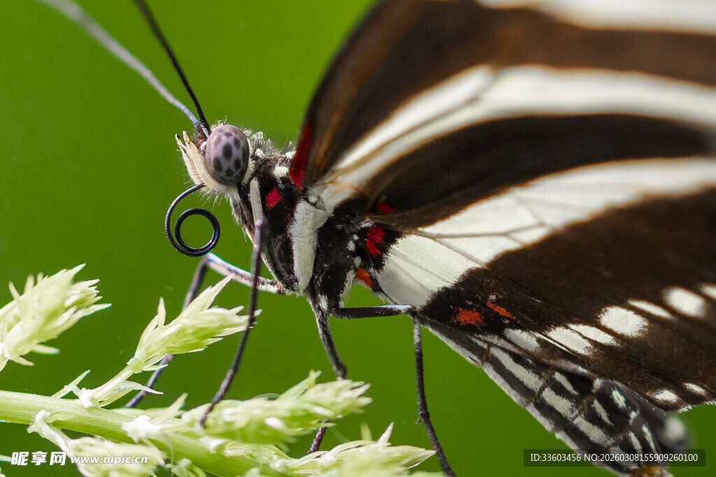 黑白条纹蝴蝶停驻绿植上