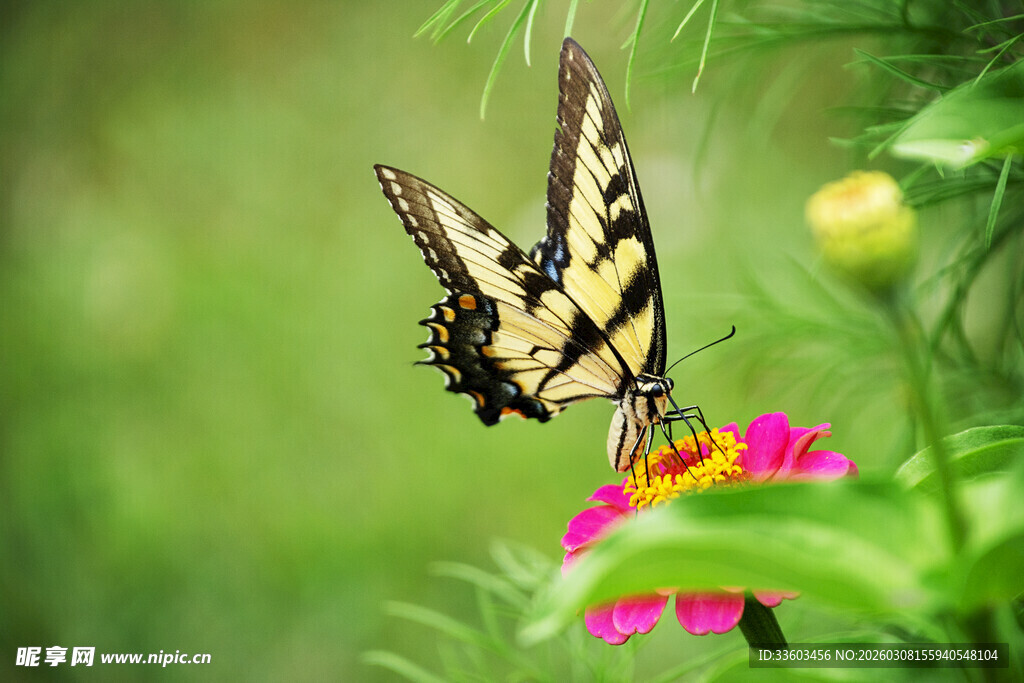 彩蝶停驻于娇艳花朵上