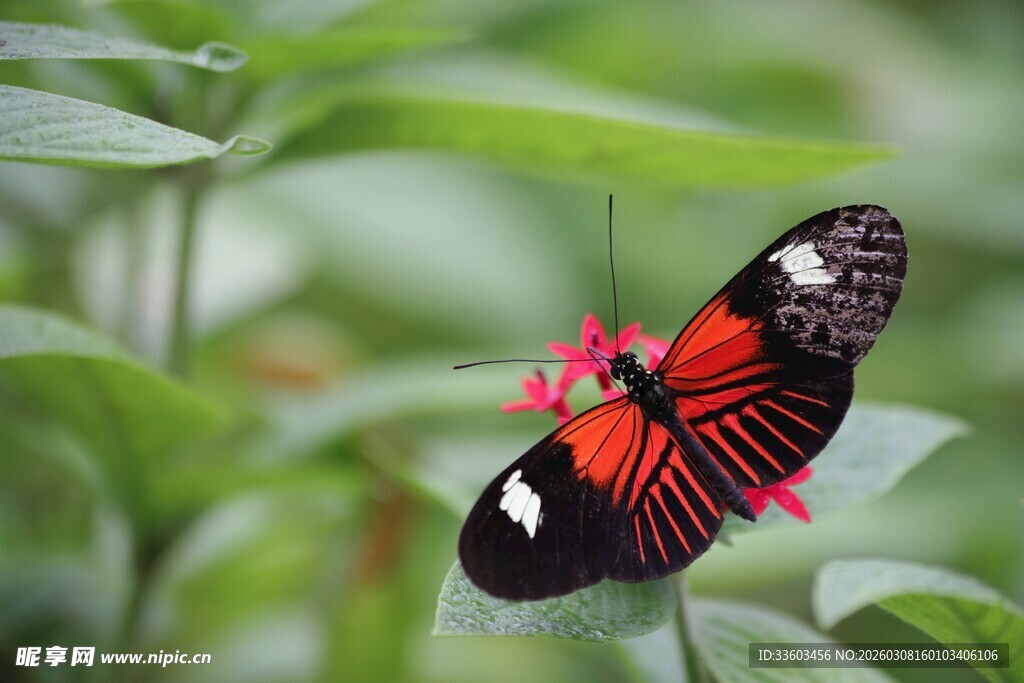 红黑蝴蝶停驻娇艳花朵