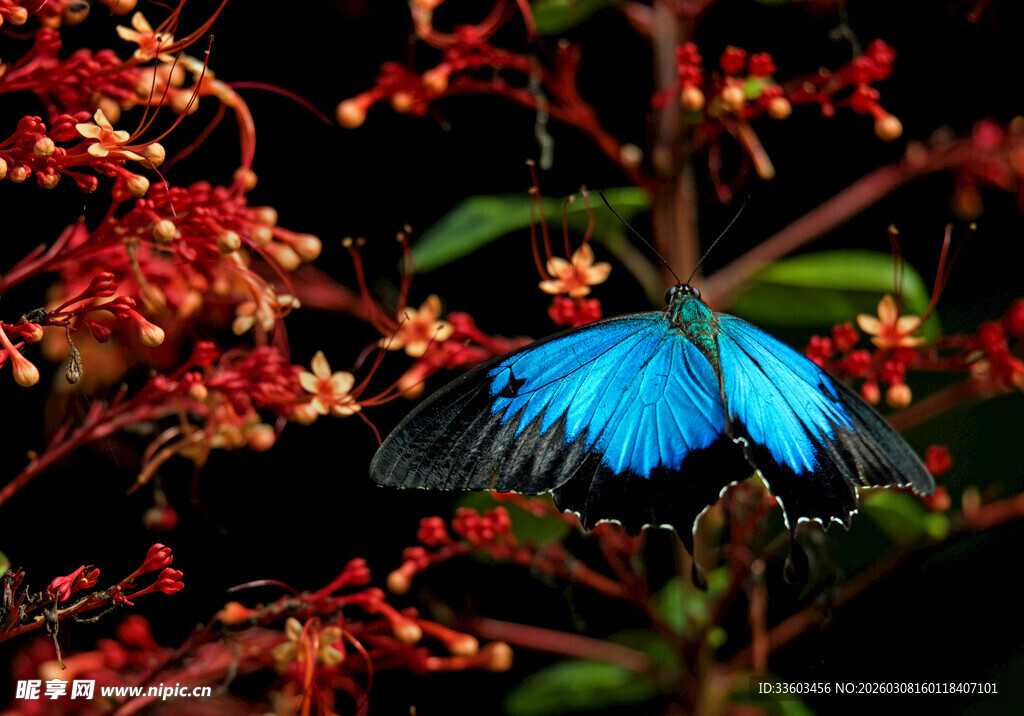 蓝蝶栖于艳红花朵间