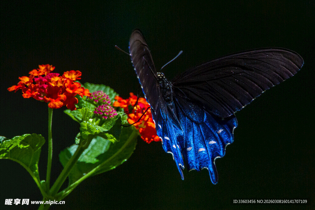 蓝尾黑蝶停驻红花上