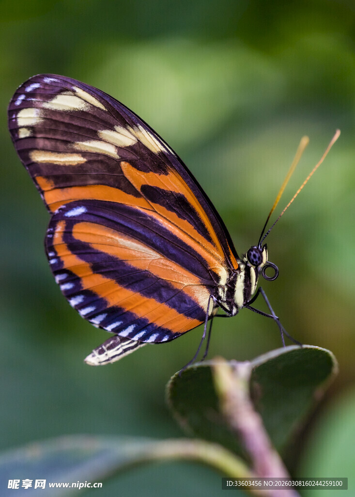 斑斓蝴蝶停驻绿叶上