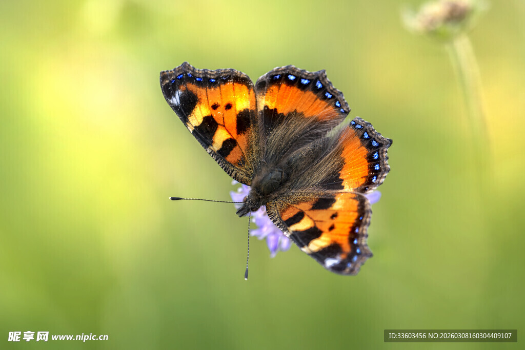 橙黑蝴蝶展翅于绿野