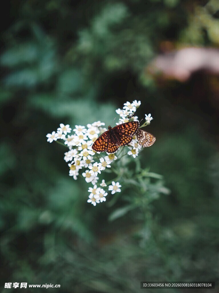 蝴蝶停驻白色小花