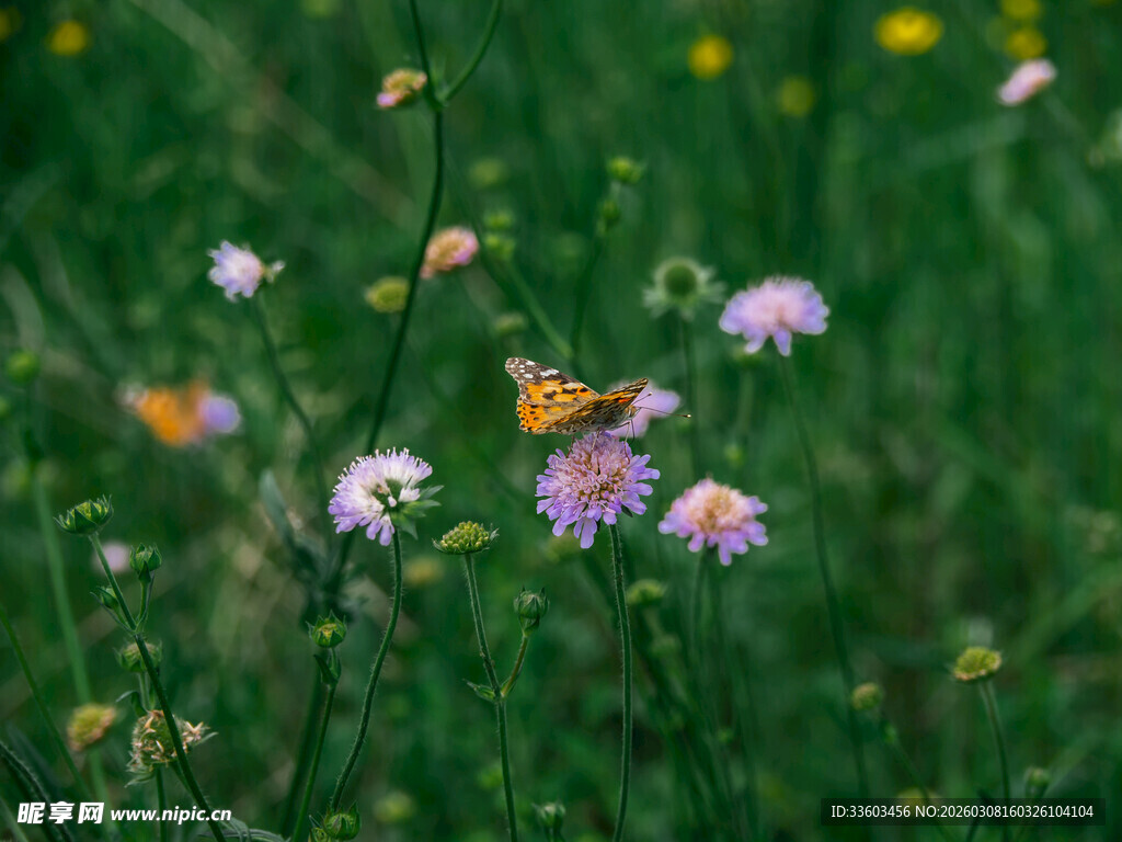 花丛中飞舞的美丽蝴蝶