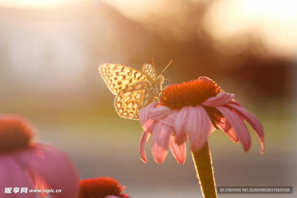 阳光下蝴蝶停驻紫锥花