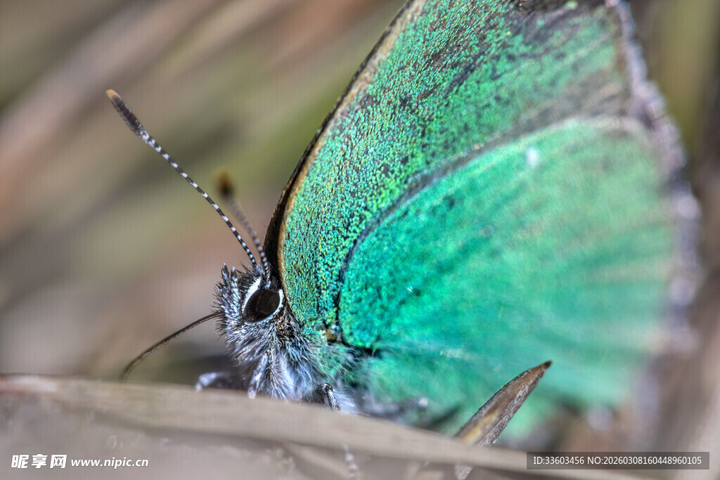 翠绿蝴蝶特写