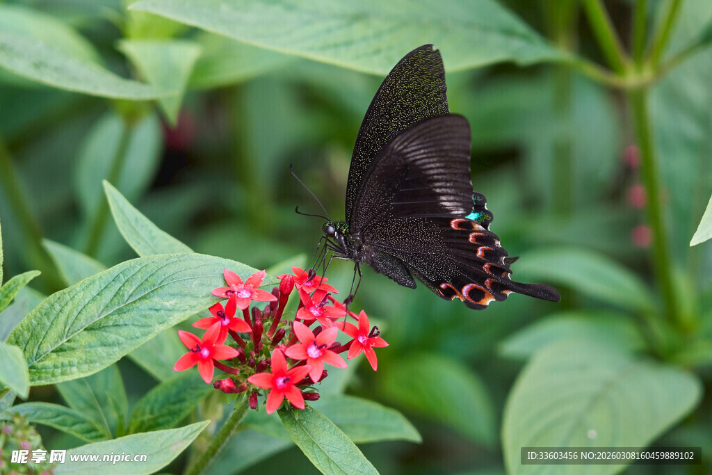 黑蝶停驻红花朵