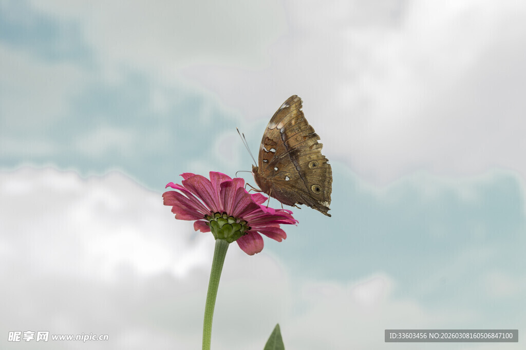 蝴蝶停驻粉色花朵