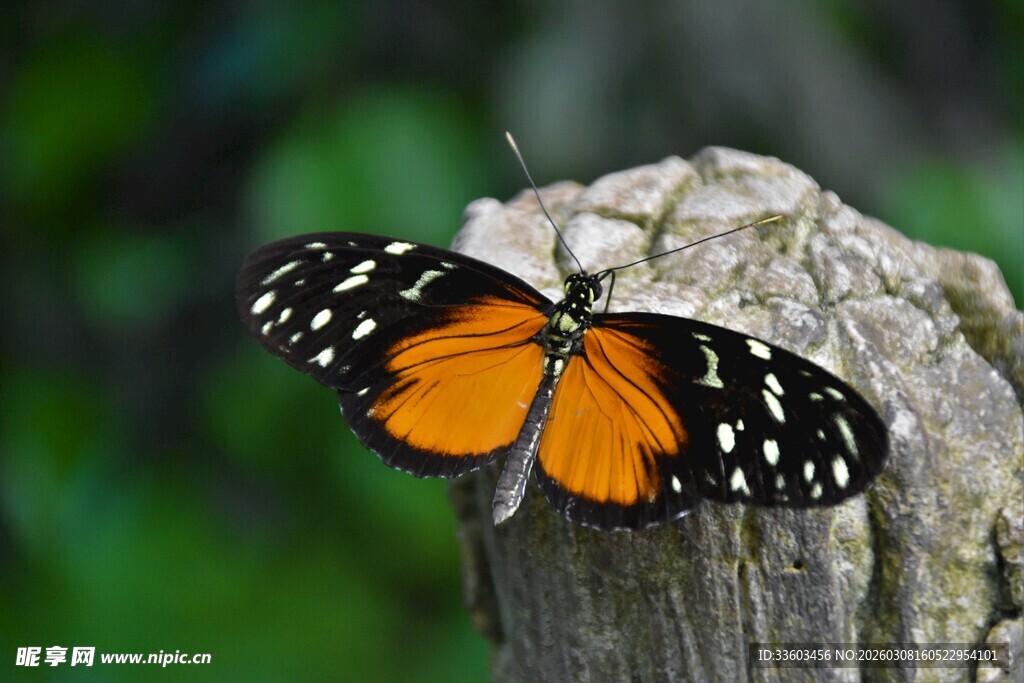 橙黑蝴蝶停歇树桩