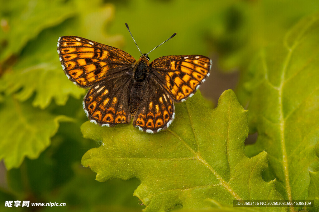 橙斑蝴蝶停驻绿叶间
