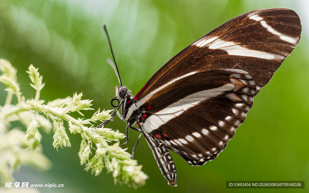 条纹蝴蝶停驻绿植上