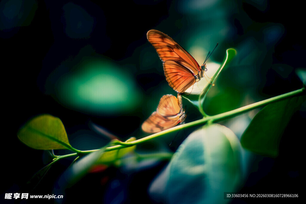 双蝶栖于绿叶间