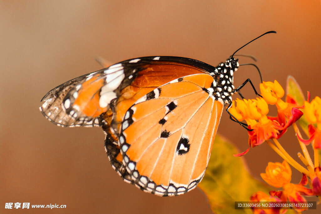 橙蝶停驻繁花间