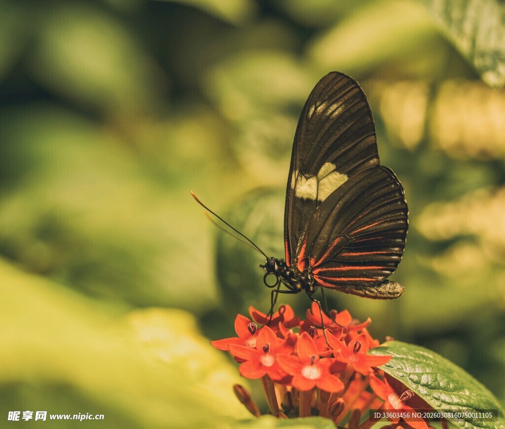 黑蝶停驻红花朵