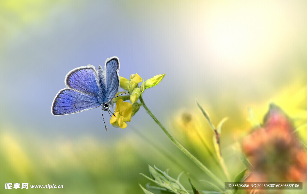 蓝蝶停驻黄花上