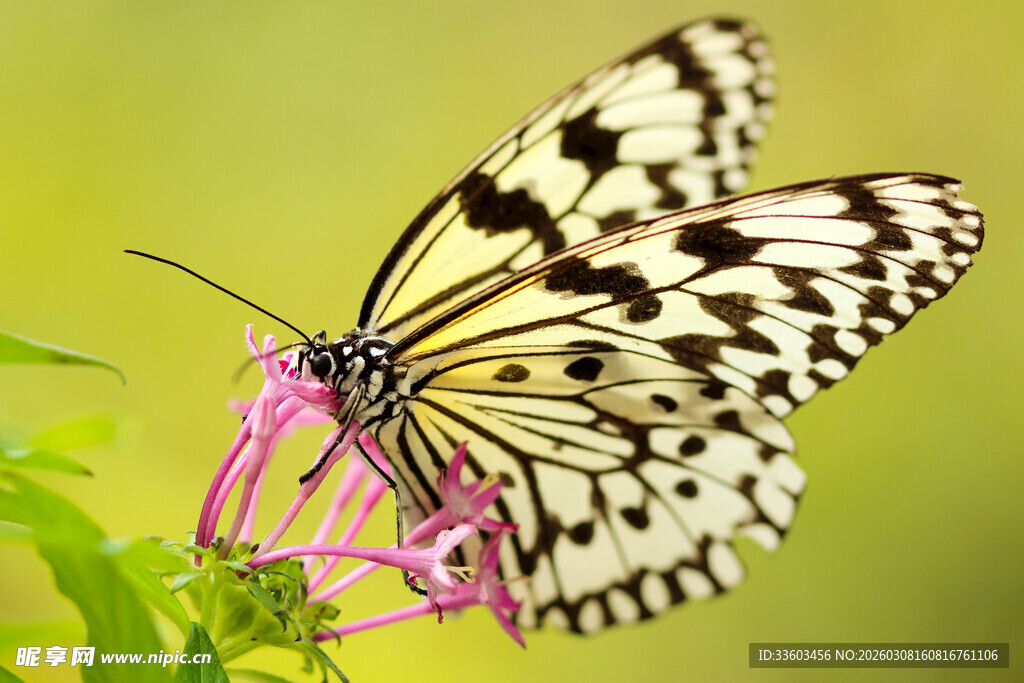蝴蝶停留在粉色花朵上