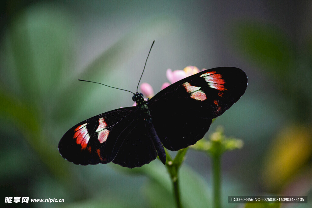 黑蝶停驻粉花上