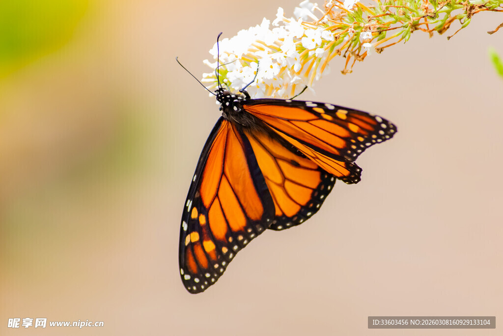 橙黑蝴蝶停驻白色花朵