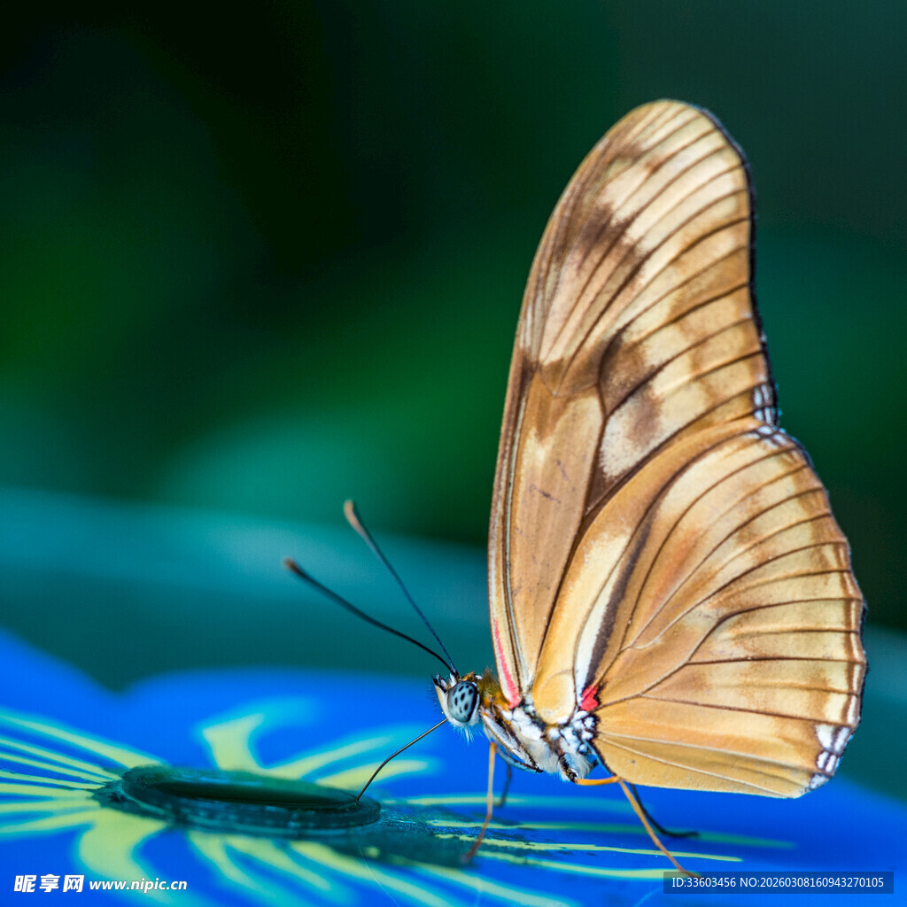 蝴蝶停驻蓝色花朵上