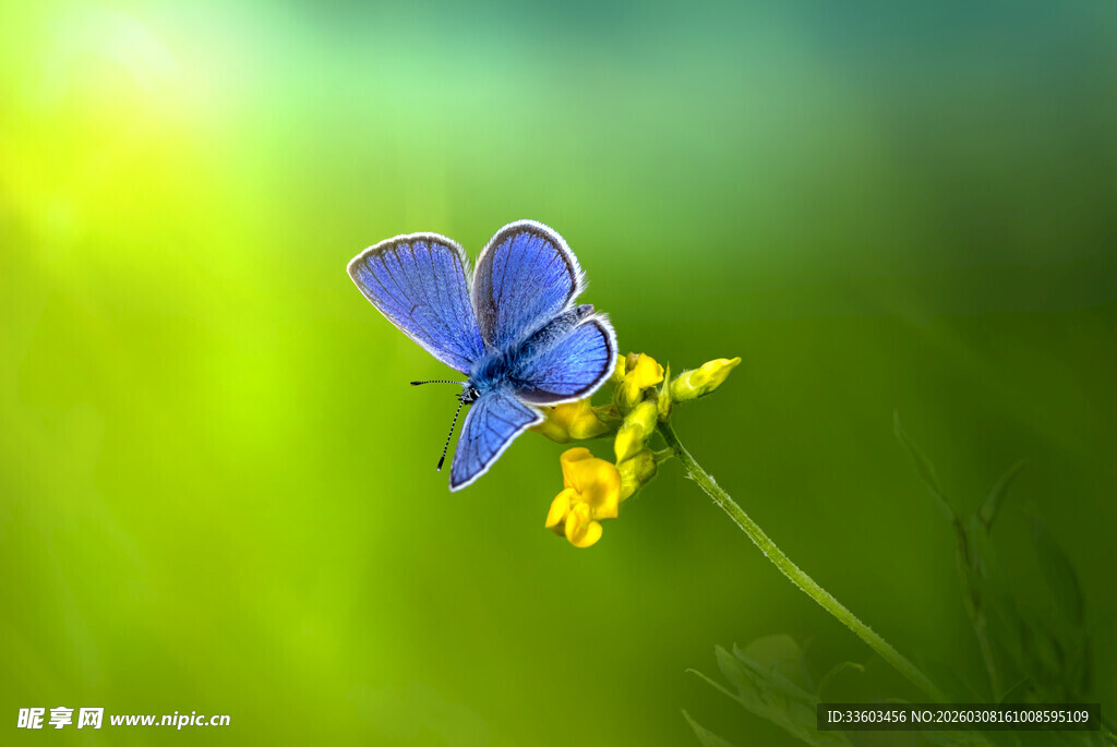 蓝蝶停驻于黄花之上