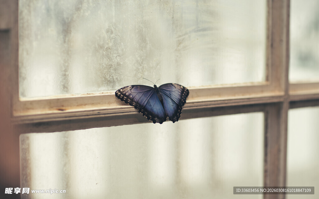 窗边休憩的蝴蝶