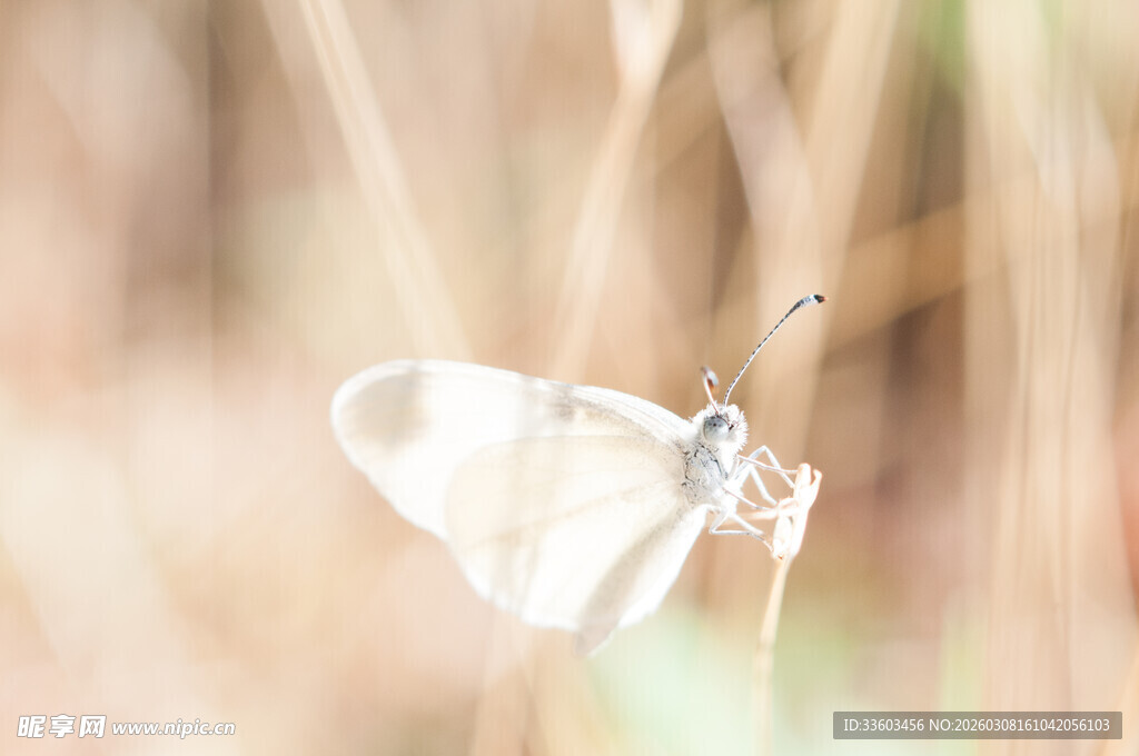 白色蝴蝶停于草丛间