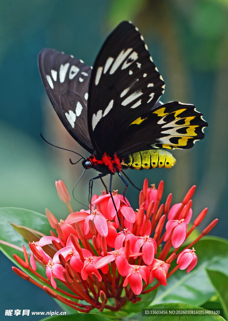 蝴蝶停驻鲜艳花卉