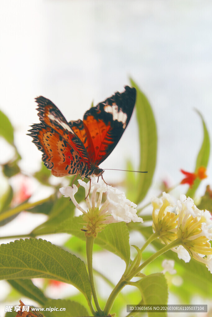 彩蝶停驻繁花间