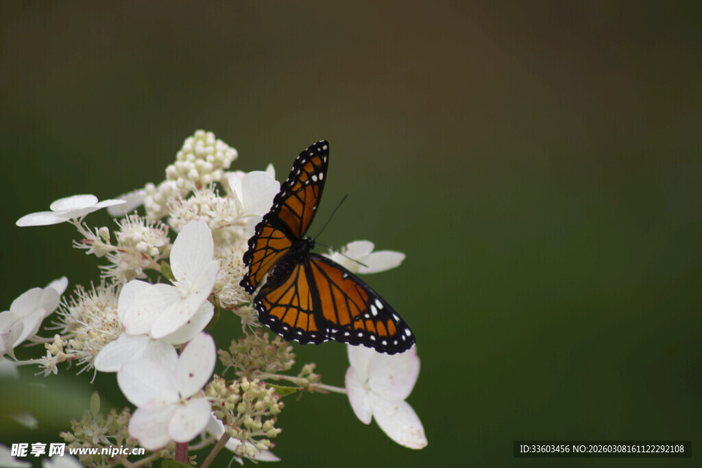 蝴蝶停驻于白色花朵上
